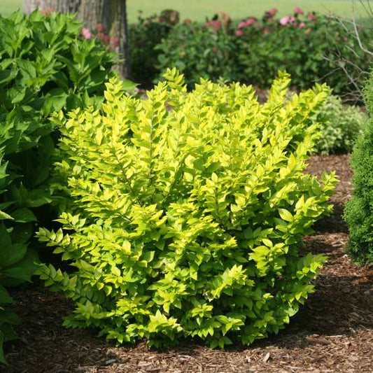 Smokebush, Winecraft Gold 2g