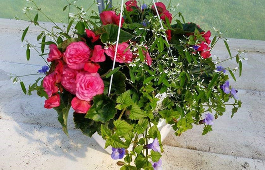 12" Hanging Basket, Dark Pink Solenia/Diamond Frost/Torenia