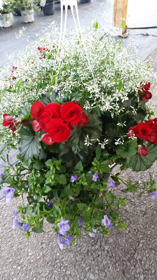 12" Hanging Basket, Red Solenia/Diamond Frost/Torenia