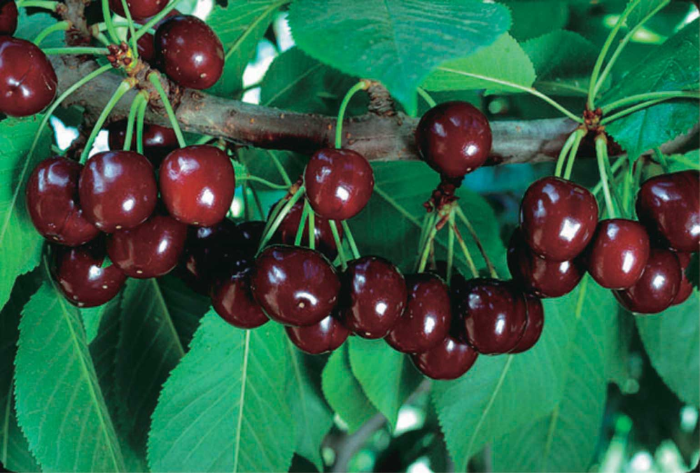 Sour Cherry, Dwarf