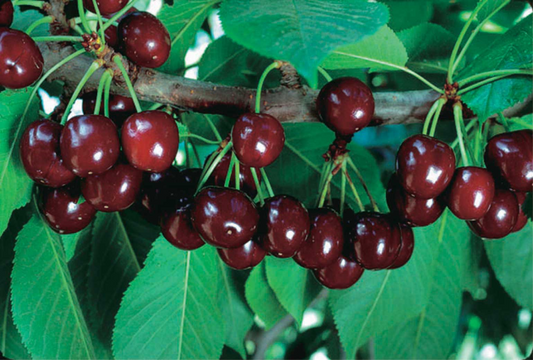 Sour Cherry, Dwarf