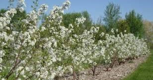 Sour Cherry, Dwarf