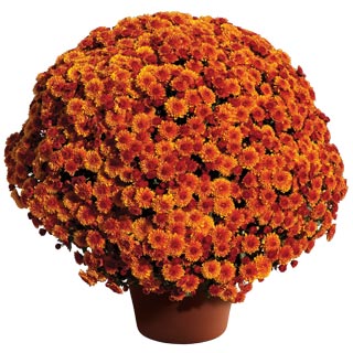 Mums, 15" Assorted Colours