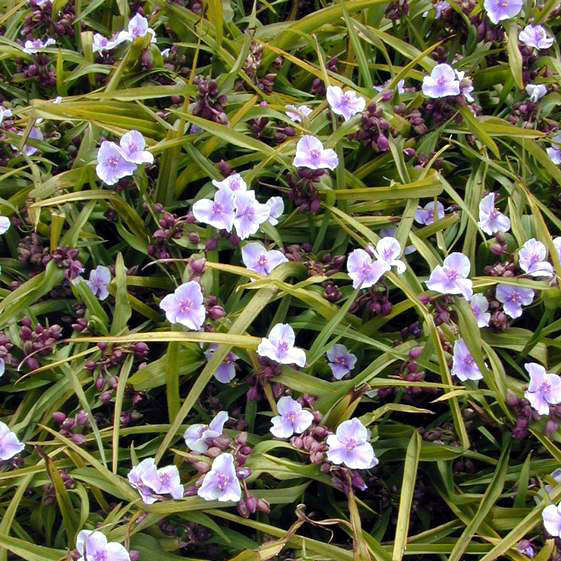 Spiderwort, Bilberry Ice 1g