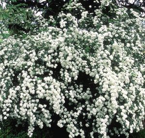 Spirea, Bridalwreath