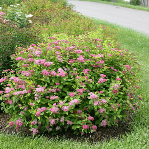Spirea, Double Play Big Bang