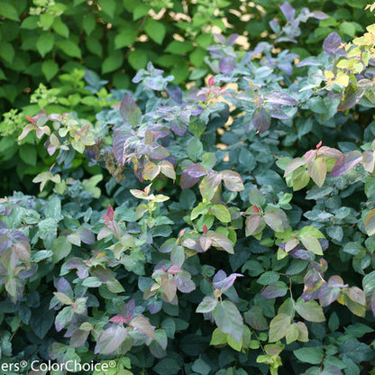 Spirea, Double Play Blue Kazoo