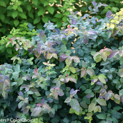 Spirea, Double Play Blue Kazoo