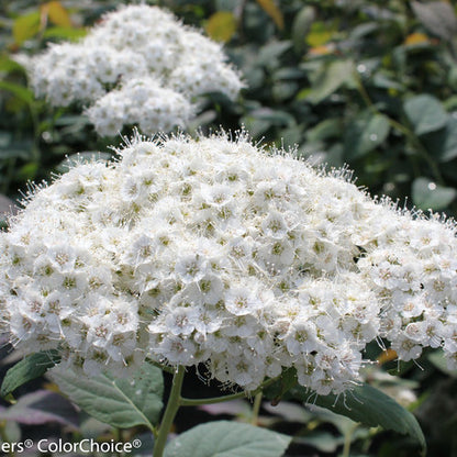 Spirea, Double Play Blue Kazoo