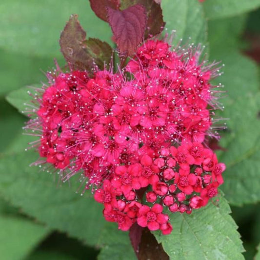 Spirea, Double Play Doozie