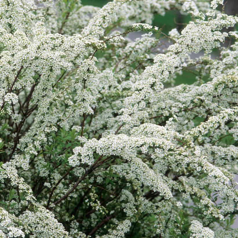 Spirea, Garland