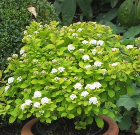 Spirea, Glow Girl Birchleaf 2g