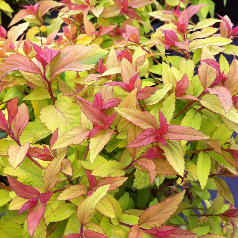 Spirea, Goldflame