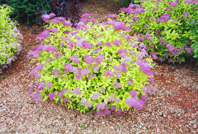 Spirea, Goldmound 2g