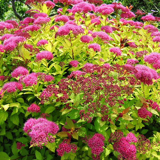 Spirea, Magic Carpet 2g