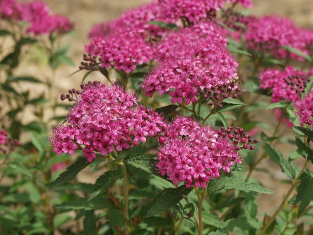 Spirea, Neon Flash Japanese 2g