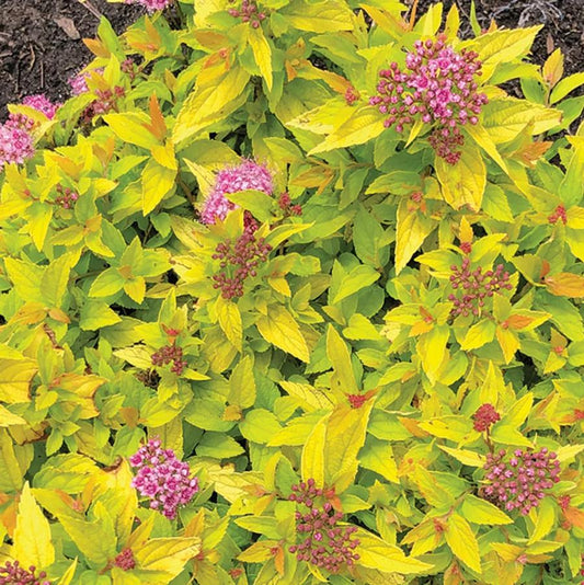 Spirea, Pineapple Poprocks 2g