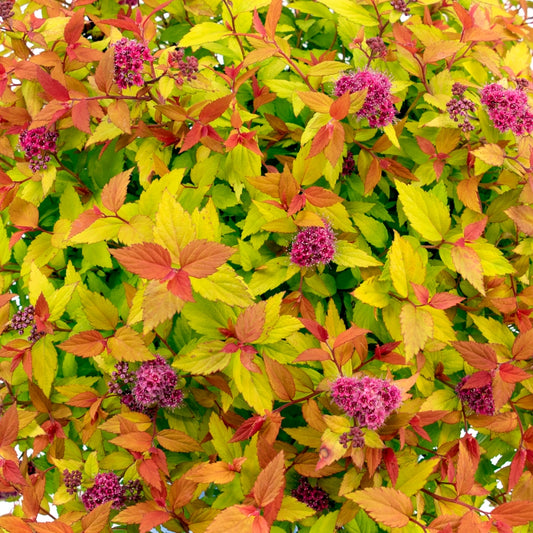 Spirea, Rainbow Fizz