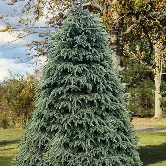 Spruce, Black Hills (Densata)