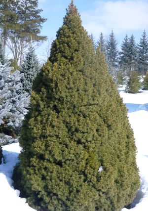 Spruce, Dwarf Alberta