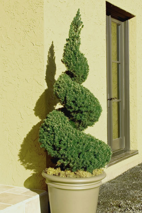 Spruce, Dwarf Alberta