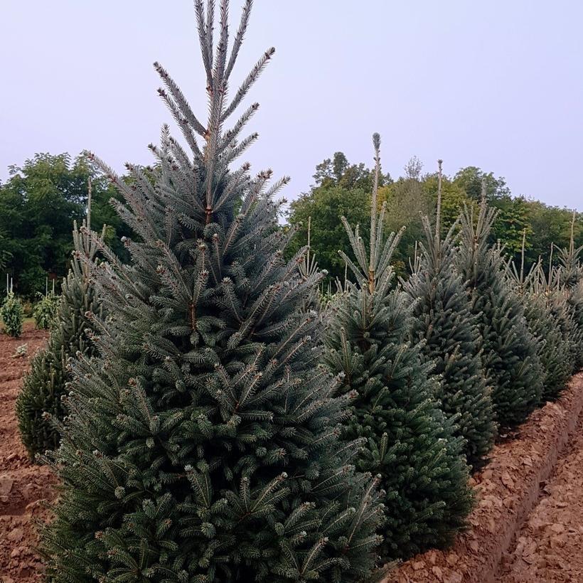 Spruce, White Montrose Charm