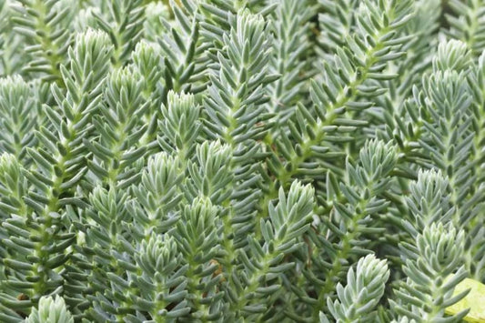 Stonecrop, Blue Spruce 1 qt
