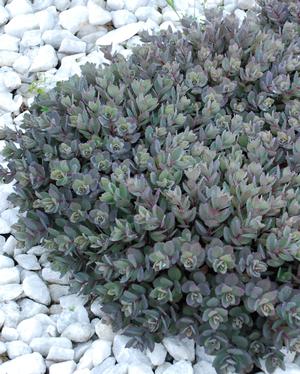 Stonecrop, SunSparkler Dazzleberry 1g