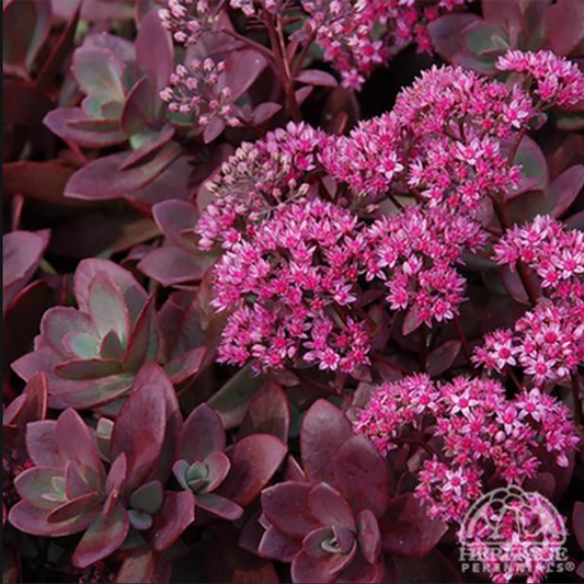 Sedum, SunSparkler Firecracker