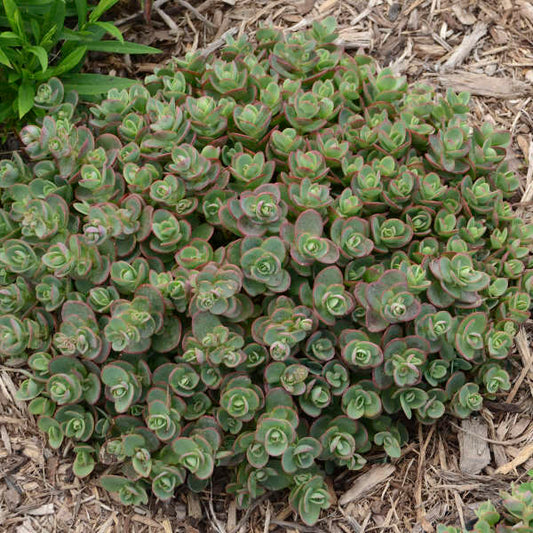 Stonecrop, Sunsparkler Lime Zinger 1 qt