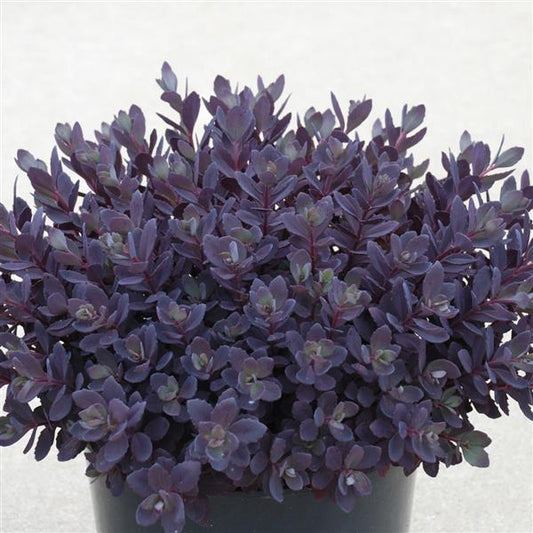 Stonecrop, Sunsparkler Plum Dazzled 1g