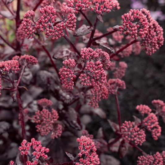 Stonecrop, Puff Pastry Raspberry