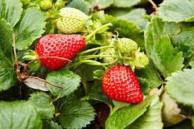 Everbearing Strawberry Plant, Day Neutral Assorted