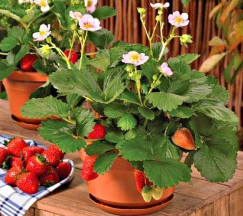 Strawberry, Berries Galore