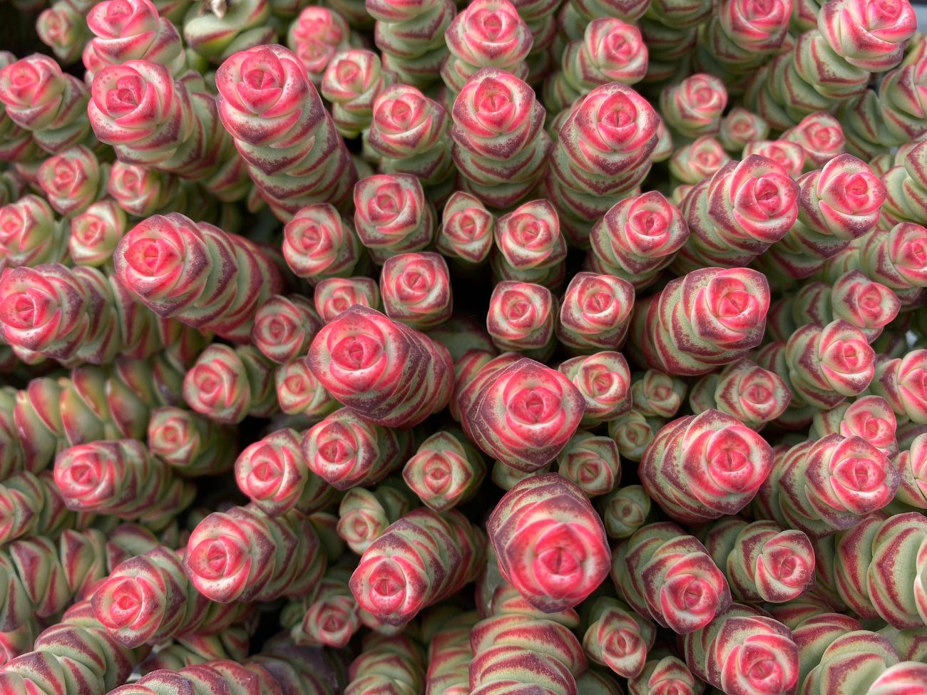 Succulents