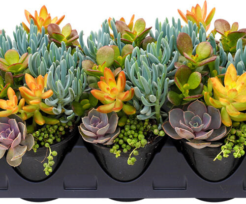 Succulent, Living Canvas Seaside Suntan