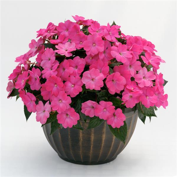 Sunpatiens, Hot Pink Compact