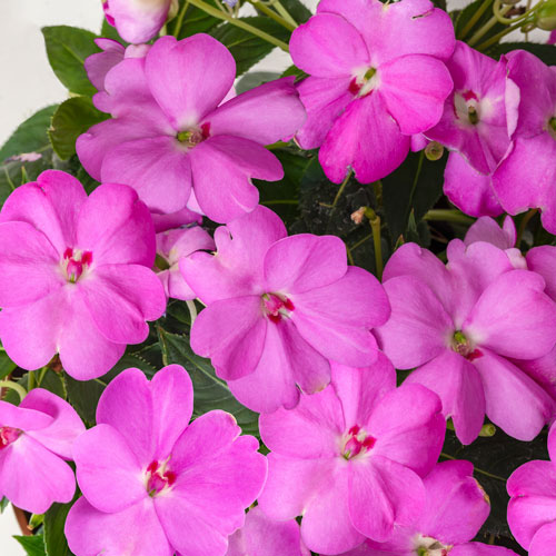 Sunpatiens, Lavender Compact