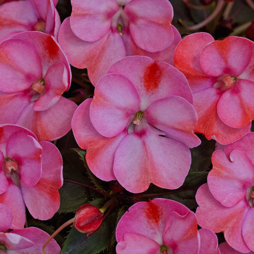 Sunpatiens, Compact Pink Candy