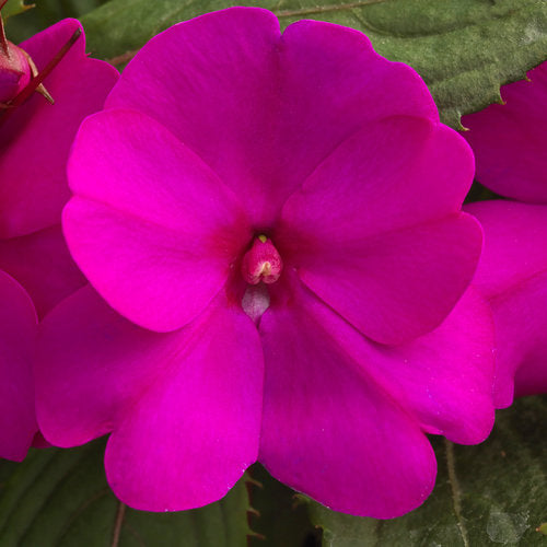 Sunpatiens, Purple Compact