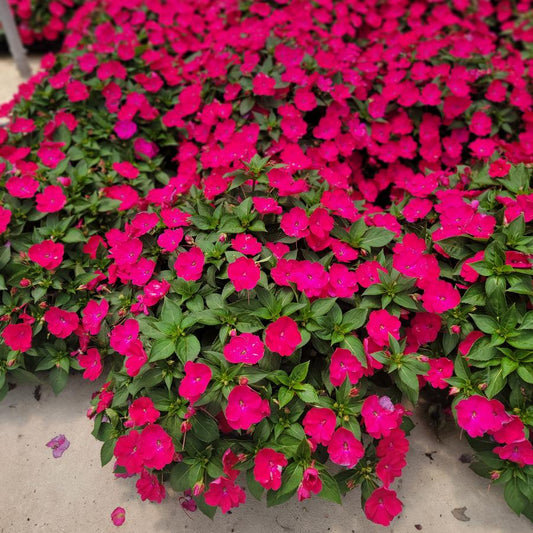 Sunpatiens, Rose Glow Compact