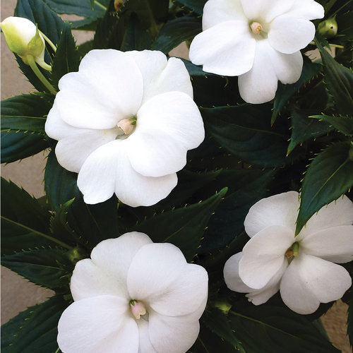 Sunpatiens, White Compact