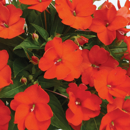 Sunpatiens, Electric Orange Compact