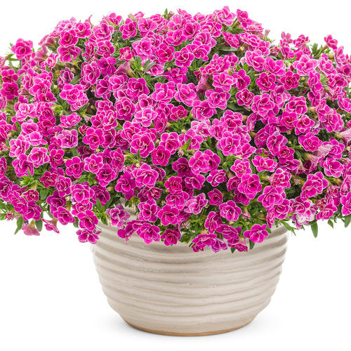 10" Hanging Basket, Doublette Love Swept Superbells