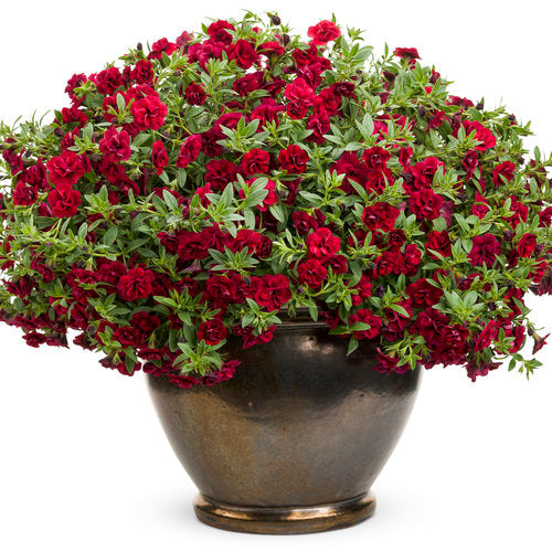 10" Hanging Basket, Double Ruby Superbells