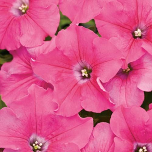 Petunia, Supertunia Giant Pink