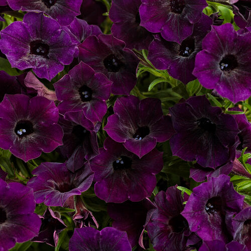 Petunia, Supertunia Mini Vista Midnight