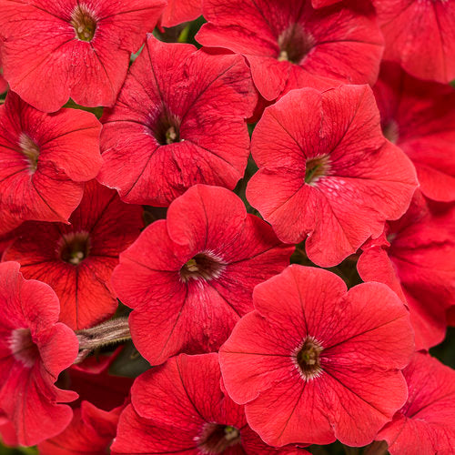 Petunia, Easy Wave Red