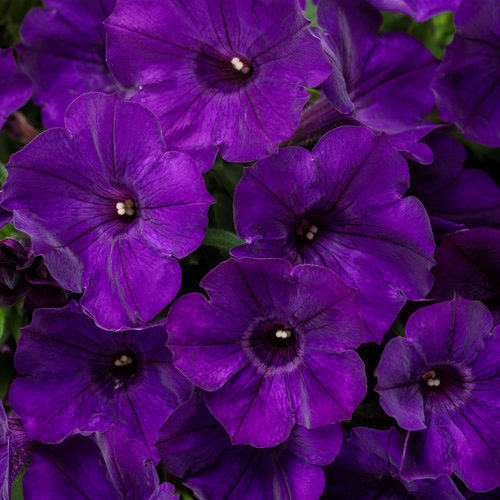 Petunia, Supertunia Royal Velvet