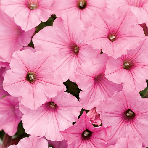 Petunia, Supertunia Vista Bubblegum